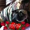 1bearpug